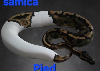 Piebald samica