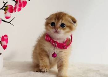 Kotka Szkocka złota zwisłoucha. Scottish fold