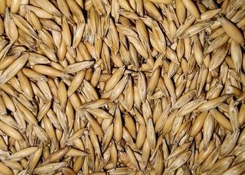 Sprzedam owies odmiana SCOTTY