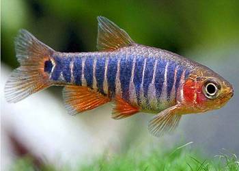 Danio erythromicron - Celestichthys - WYSYŁKA NA CAŁY KRAJ