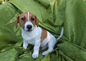 Wzorcowy Jack Russell terrier Doskonała budowa rodzice FCI