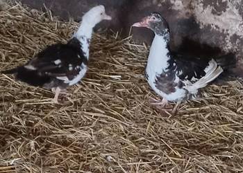 Sprzedam kaczke i kaczora