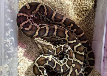 Pyton tygrysi ciemnoskory- Pyton birmański Python bivittatus- mlody samiec