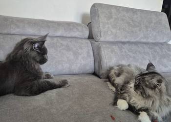 Maine coon kocórek