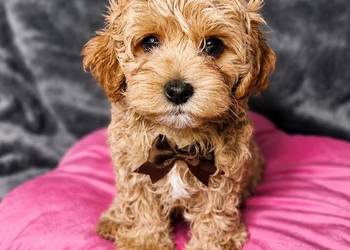 Maltipoo szczeniaki Warszawa