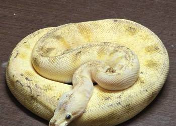 Pyton Krolewski, Hodowla w niewoli