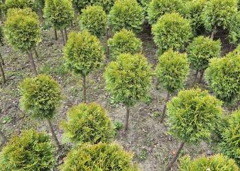 Tuje Szmaragd Kule 100cm - Piękne i Gęste! Mąkolno.