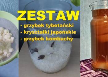 Grzybek tybetański - Algi japońskie - Kombucza | ZESTAW