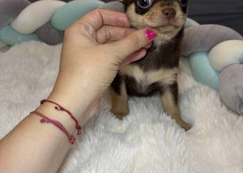 Chihuahua piesek krótkowłosy Choco Tan badania DNA rodowód