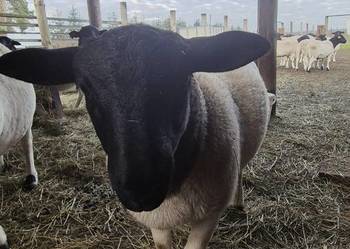 Baranki DORPER. Owce, baranek kastraty.