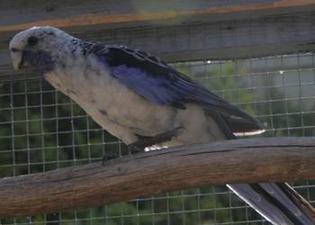 Rozella Królewska Niebieska