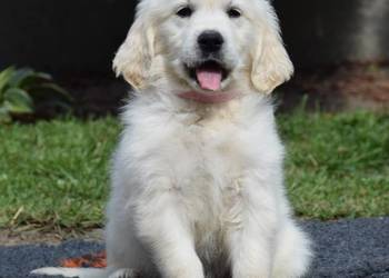 Golden Retriever szczenięta ZKWP FCI