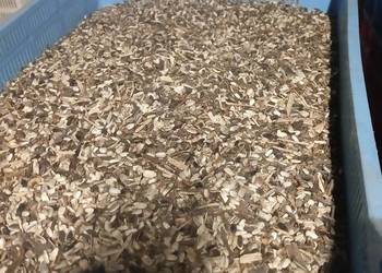 Nasiona słonecznika ozdobny