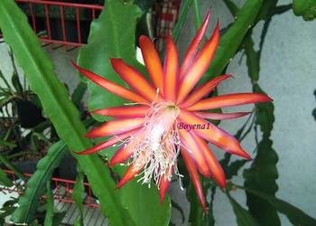 Epiphyllum Charli  Paetz - RARYTAS w Polsce