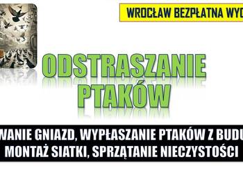 Wypłoszenie ptaków z budynku, garażu podziemnego, strychu, poddasza