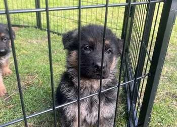 Domowe Owczarki Niemieckie z Rodowodem