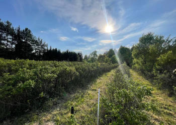 Grunt 1845 metrów Podkampinos Jagodowa