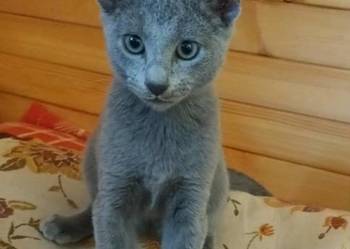 Sprzedam kocięta rasy rosyjskiej niebieskie z rod,szczep,czip