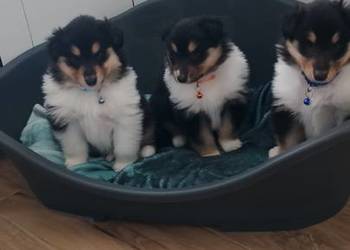 Owczarek szkocki collie ZKwP (FCI)