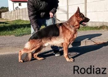 owczarek niemiecki reproduktor FCI