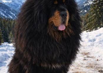 Mastif Tybetański szczeniak