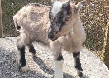 Sprzedam koziołka LaMancha. Po ojcu alpejskim.