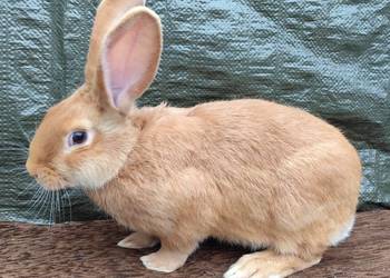 Samiec Burgundzki (Bu)