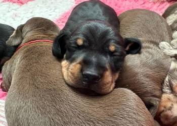 Jamnik krótkowłosy miniaturowy