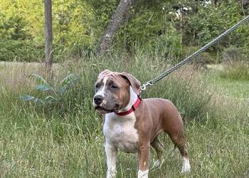 Amstaff FCI - gotowy do odbioru szczeniak