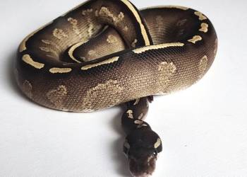 Wąż Pyton królewski ♂ GHI, BlackHead, Phantom, YB • Python Regius 2025