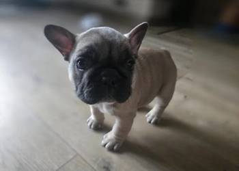 Buldog Francuski Suczka – Spokojny Charakter, Idealna do Rodziny