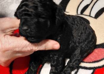 Pudel toy - suczka czarna