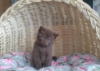 Kotka Brytyjska brązowa