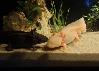 Aksolotl. Ambystoma mexicanum. Hodowla