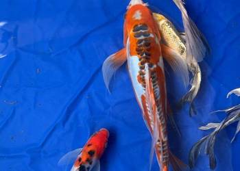 Karp koi long Fin Butterfy Dragon Fin Olsztyn