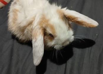 Mini lop niebieskooki