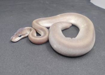 Pyton Królewski samiec Super Cinnamon Mojave