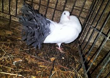 Gołębie Pawiki para z 2025