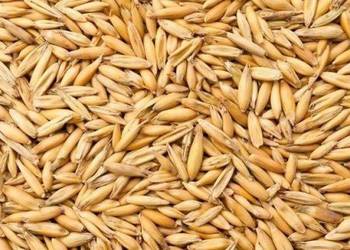 Owies Bingo, nasiona  do siewu, do palenia,  zamiennik Pelletu,