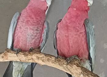 Kakadu różowe