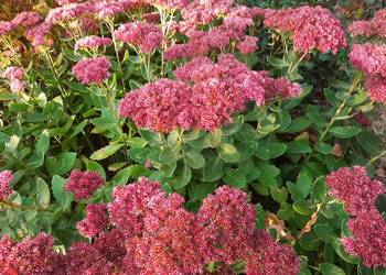 Rozchodnik okazały Brillant