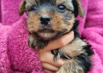 Yorkshire terrier do rezerwacji