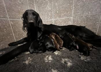 Czarny piesek rasy Flat Coated Retriever FCI