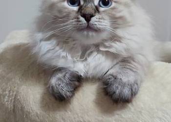 Asha kotka syberyjska neva masquerade