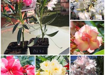 Szczepki oleander zakwitną w 2023 roku
