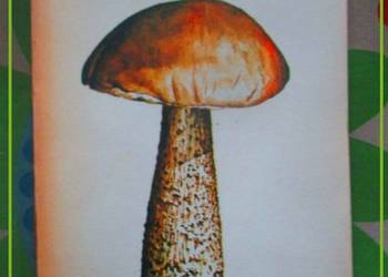 Grzyby leśne / grzyby / grzybiarstwo / runo leśne/las