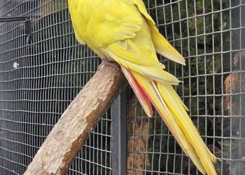 Księżniczka walli samiec