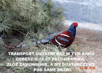 Sprzedam Bażanty Humeo (Bażant) z 2025 - Samce i Samice