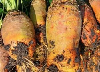 Sprzedam buraka pastewnego czerwonego i żółtego