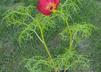 Paeonia tenuifolia delikatna